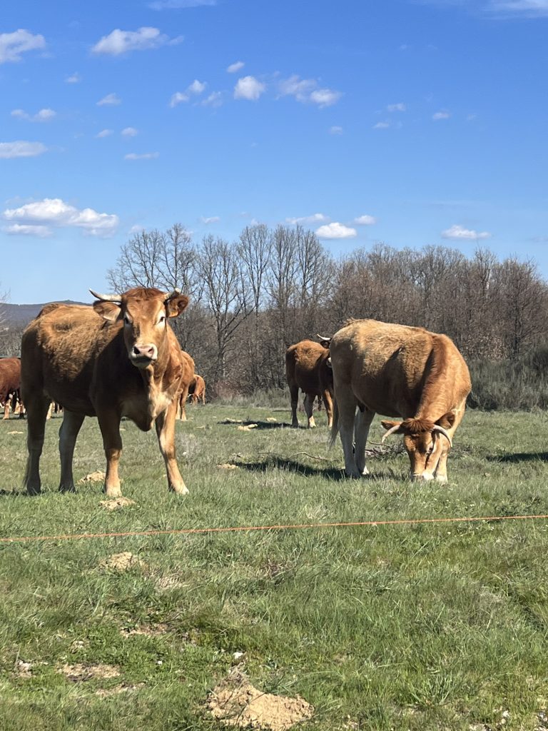 Vacas de Aliste